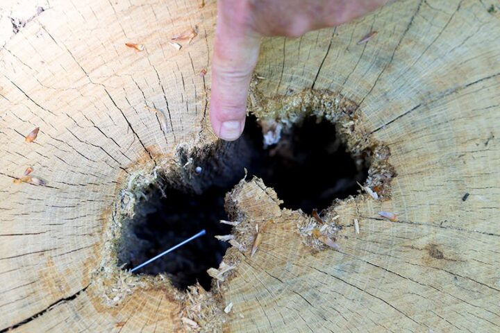 Die Folgen exzessiven Bohrens  auf Holzfäulen im Baum